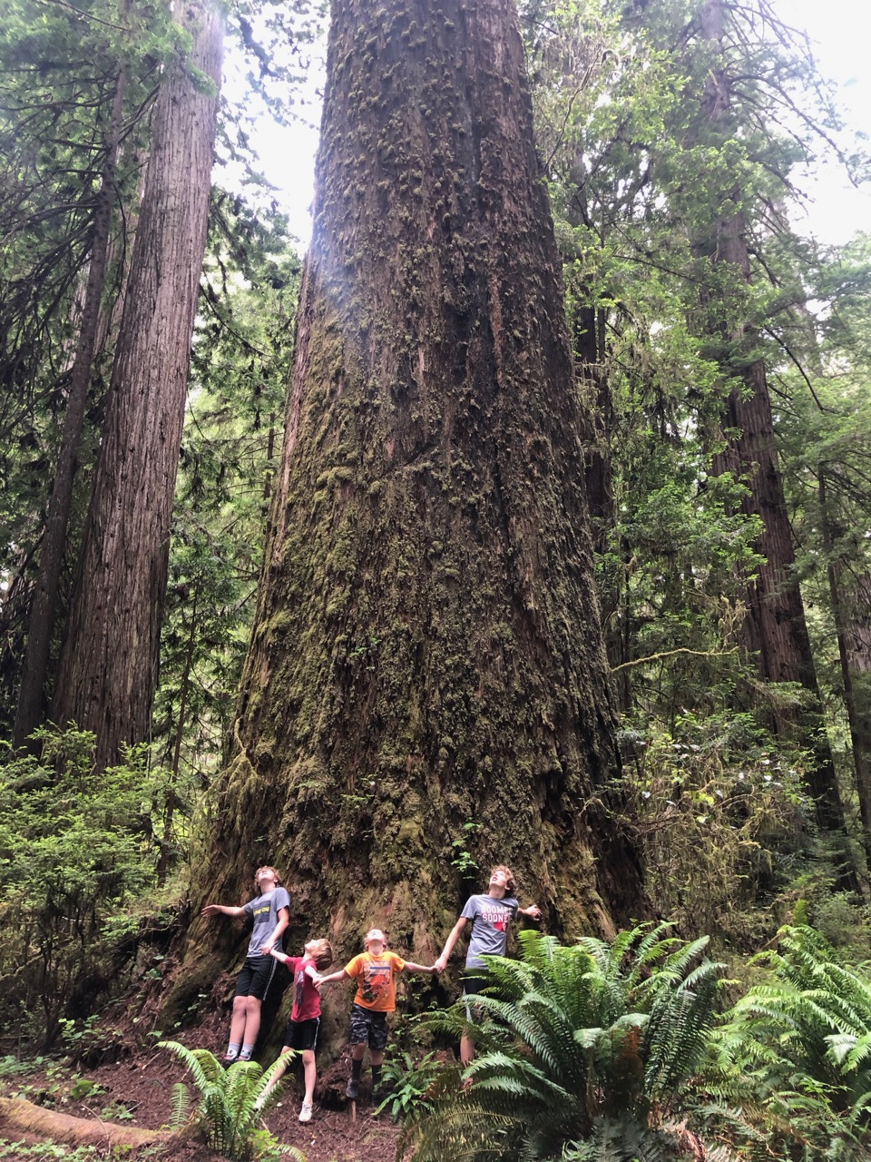 four boys by a large Redwood tree